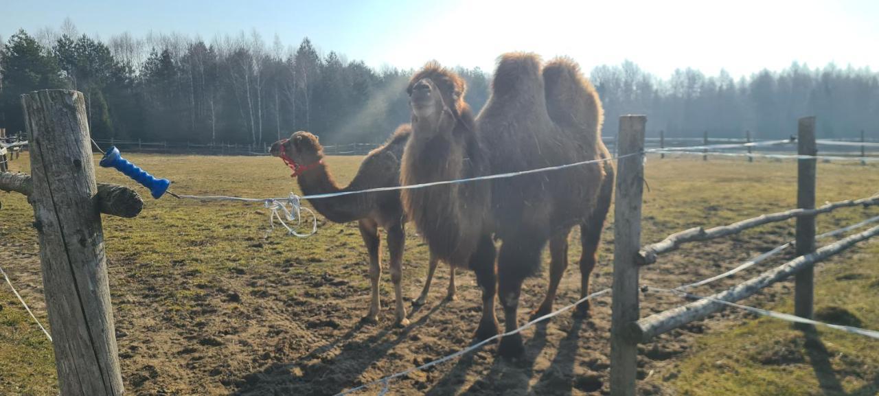 Pensjonat Przy Stajni Kierzkowo  Esterno foto