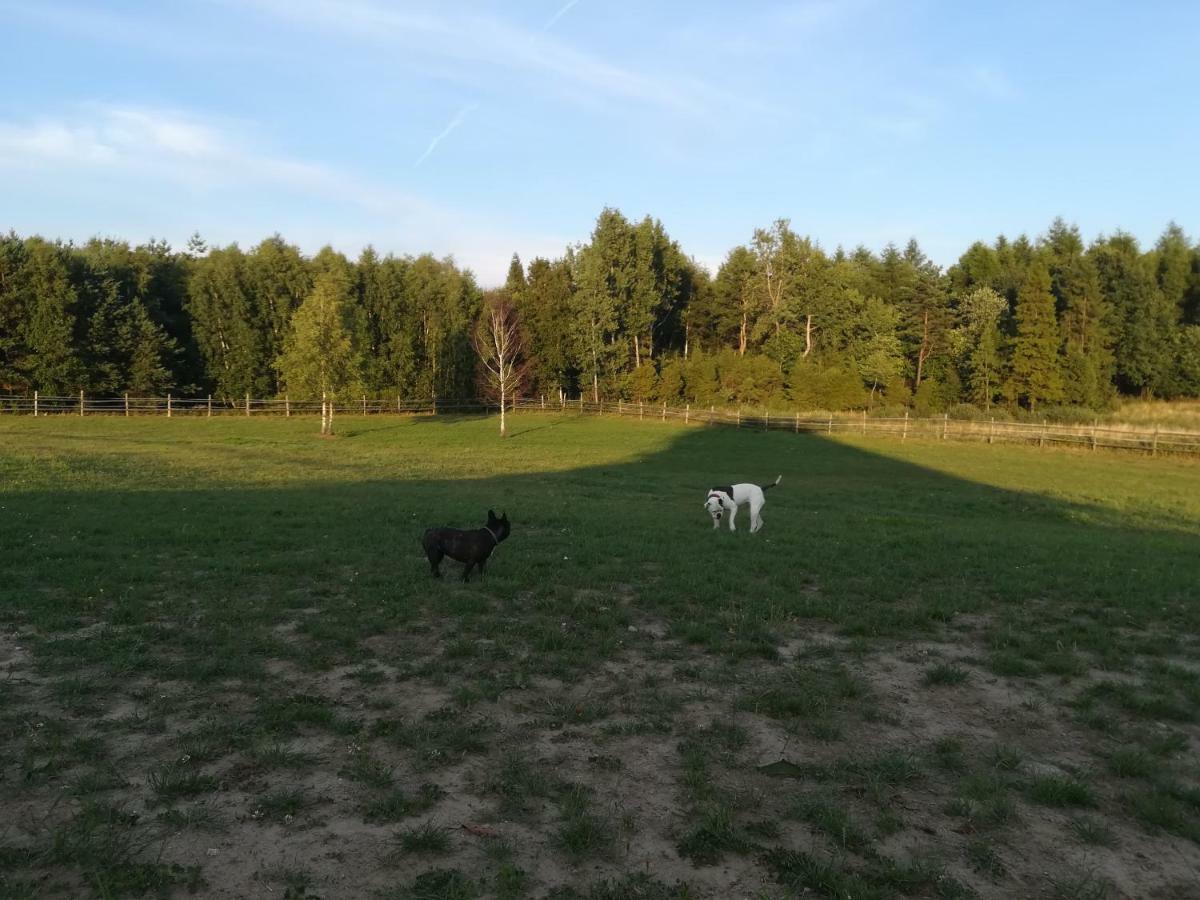 Pensjonat Przy Stajni Kierzkowo  Esterno foto