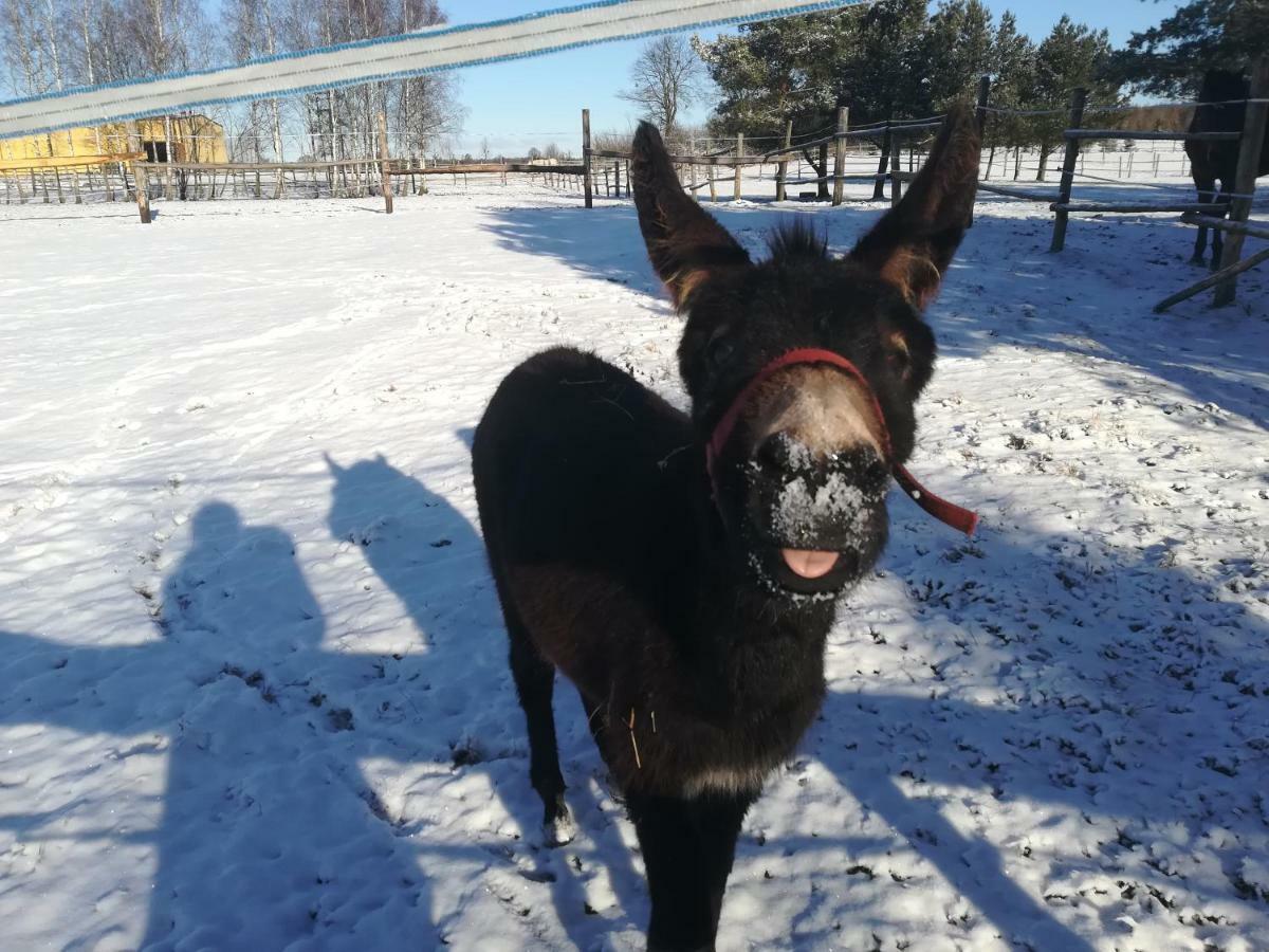 Pensjonat Przy Stajni Kierzkowo  Esterno foto